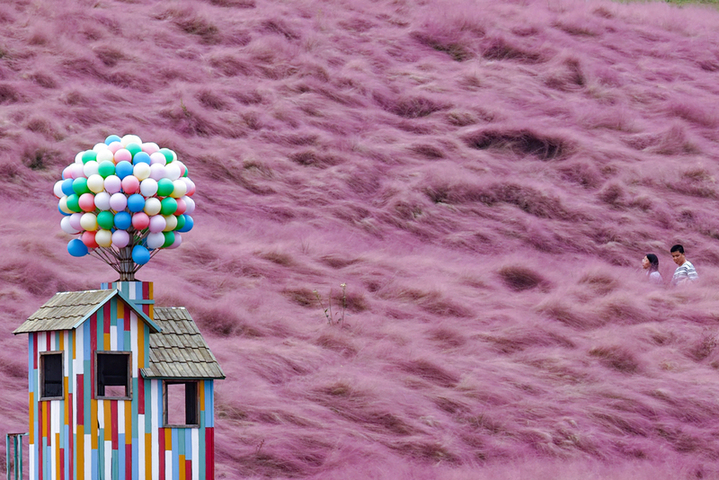 2025年10月17日，航拍南京汤山矿坑公园，粉黛乱子草如烟似雾呈现粉色浪漫。（无人机照片）