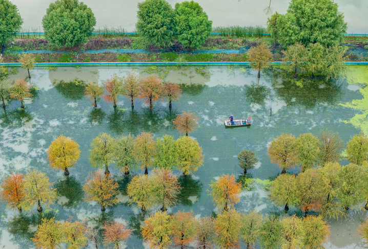 2025年10月17日，江苏省宿迁市泗洪县临淮镇水杉林螃蟹养殖基地秋景如画。工作人员荡舟穿梭在色彩斑斓的水杉林间，查看螃蟹生长情况。