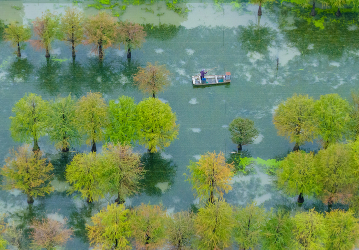 2025年10月17日，江苏省宿迁市泗洪县临淮镇水杉林螃蟹养殖基地秋景如画。工作人员荡舟穿梭在色彩斑斓的水杉林间，查看螃蟹生长情况。