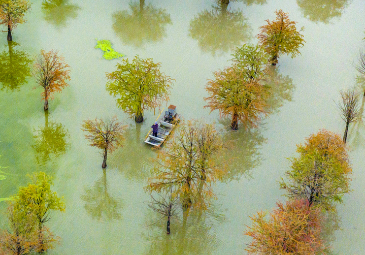 2025年10月17日，江苏省宿迁市泗洪县临淮镇水杉林螃蟹养殖基地秋景如画。工作人员荡舟穿梭在色彩斑斓的水杉林间，查看螃蟹生长情况。