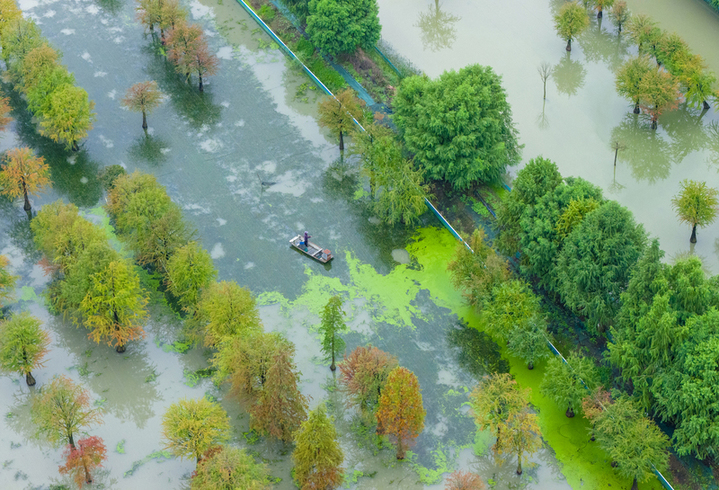 2025年10月17日，江苏省宿迁市泗洪县临淮镇水杉林螃蟹养殖基地秋景如画。工作人员荡舟穿梭在色彩斑斓的水杉林间，查看螃蟹生长情况。