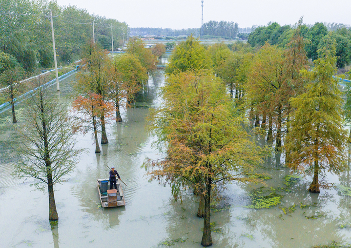 2025年10月17日，江苏省宿迁市泗洪县临淮镇水杉林螃蟹养殖基地秋景如画。工作人员荡舟穿梭在色彩斑斓的水杉林间，查看螃蟹生长情况。视觉中国