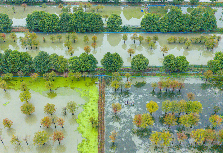 2025年10月17日，江苏省宿迁市泗洪县临淮镇水杉林螃蟹养殖基地秋景如画。工作人员荡舟穿梭在色彩斑斓的水杉林间，查看螃蟹生长情况。