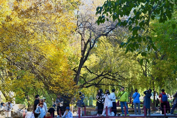 2025年10月19日，圆明园苹果榭区域秋意盎然，金黄的树叶、澄澈的蓝天与静谧的湖水交相辉映，构成了一幅绝美的秋日画卷。 园内，苹果榭周边的树木褪去绿装，换上了金黄、橙红的斑斓外衣。阳光透过枝叶洒下，在地面形成斑驳的光影。湖畔的画架上，一幅色彩明艳的画作正悄然成型，颜料的绚丽与自然的秋景相互呼应，仿佛艺术与自然在此刻完成了一场美妙的对话。 不少游客或漫步于林间小道，欣赏着秋景；或在湖边驻足，用镜头记录下这醉人的秋色。一位摄影爱好者表示：“这里的秋天太有氛围感了，每一处角落都像精心构图的油画，怎么拍都好看。” 北京青年报记者了解到，圆明园的秋日景致历来备受游客喜爱，苹果榭区域的秋景更是其中的亮点之一。这片区域的树木在秋季呈现出的丰富色彩，加之湖水的倒影，让整个景观层次分明、韵味十足，成为了市民和游客秋日赏景的绝佳去处。
