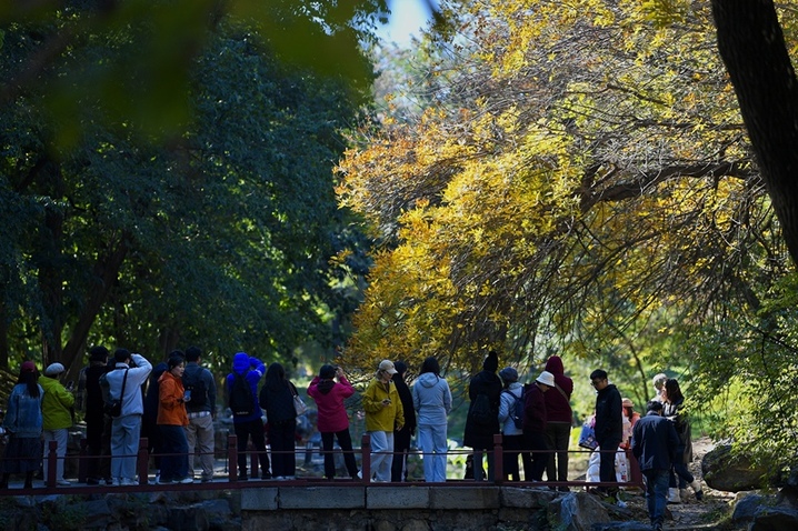 2025年10月19日，圆明园苹果榭区域秋意盎然，金黄的树叶、澄澈的蓝天与静谧的湖水交相辉映，构成了一幅绝美的秋日画卷。 园内，苹果榭周边的树木褪去绿装，换上了金黄、橙红的斑斓外衣。阳光透过枝叶洒下，在地面形成斑驳的光影。湖畔的画架上，一幅色彩明艳的画作正悄然成型，颜料的绚丽与自然的秋景相互呼应，仿佛艺术与自然在此刻完成了一场美妙的对话。 不少游客或漫步于林间小道，欣赏着秋景；或在湖边驻足，用镜头记录下这醉人的秋色。一位摄影爱好者表示：“这里的秋天太有氛围感了，每一处角落都像精心构图的油画，怎么拍都好看。” 北京青年报记者了解到，圆明园的秋日景致历来备受游客喜爱，苹果榭区域的秋景更是其中的亮点之一。这片区域的树木在秋季呈现出的丰富色彩，加之湖水的倒影，让整个景观层次分明、韵味十足，成为了市民和游客秋日赏景的绝佳去处。
