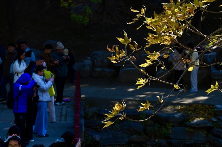 2025年10月19日，圆明园苹果榭区域秋意盎然，金黄的树叶、澄澈的蓝天与静谧的湖水交相辉映，构成了一幅绝美的秋日画卷。来源：北京青年报记者杨益/视觉中国

