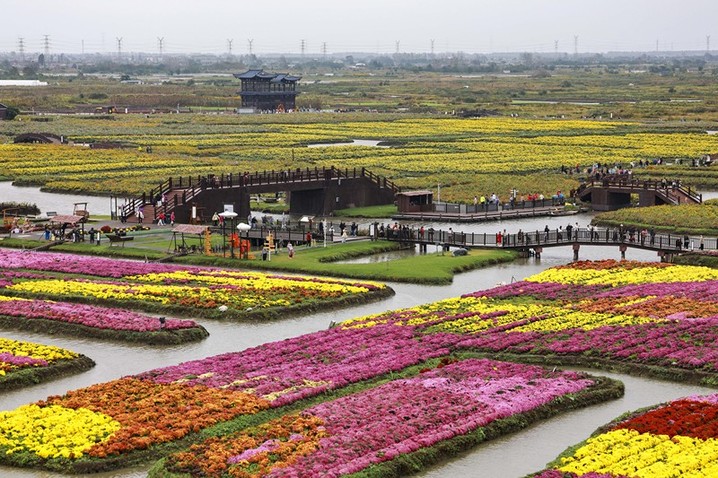 2025年10月18日，江苏兴化，游客在千垛景区赏花游玩。
