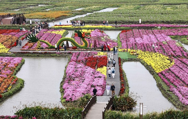 2025年10月18日，江苏兴化，游客在千垛景区赏花游玩。
