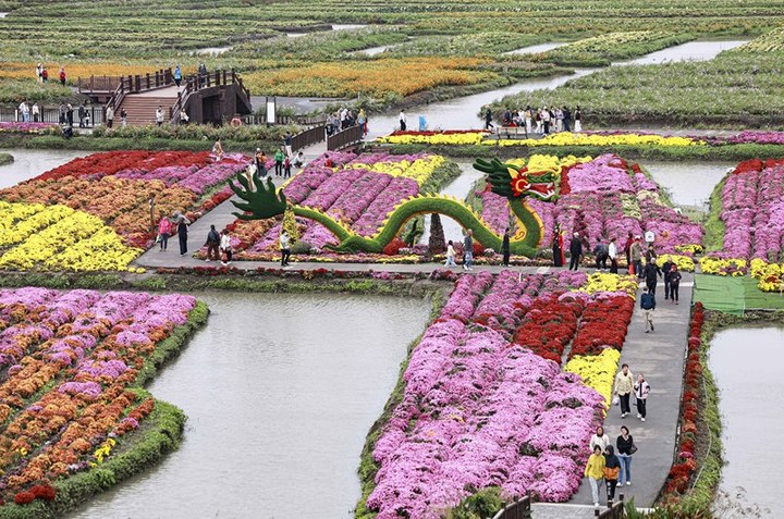 2025年10月18日，江苏省兴化市千垛景区菊花盛放，五彩画卷般的景致吸引游客前来打卡赏花。来源：视觉中国


