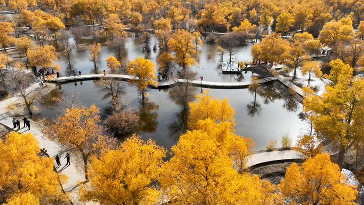 2025年10月18日，甘肃酒泉，金塔沙漠胡杨林景区胡杨林与湖水相映成景，吸引游客。

