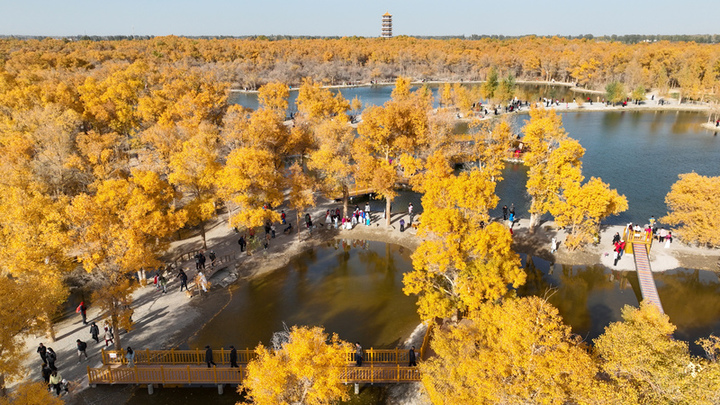 2025年10月18日，甘肃省酒泉市金塔沙漠胡杨林景区黄金的胡杨林与碧绿的湖水相映成景，犹如金色的童话世界，吸引众多游客前来游览观光。来源：曹红祖/视觉中国

