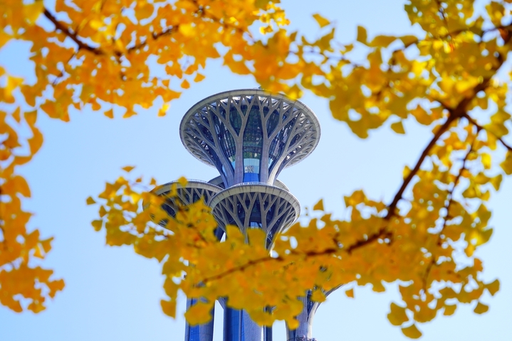 2025年10月21日，北京，奥林匹克森林公园（南园）南门的银杏林秋色浓郁。金黄的银杏树叶与奥林匹克塔同框，美不胜收。
