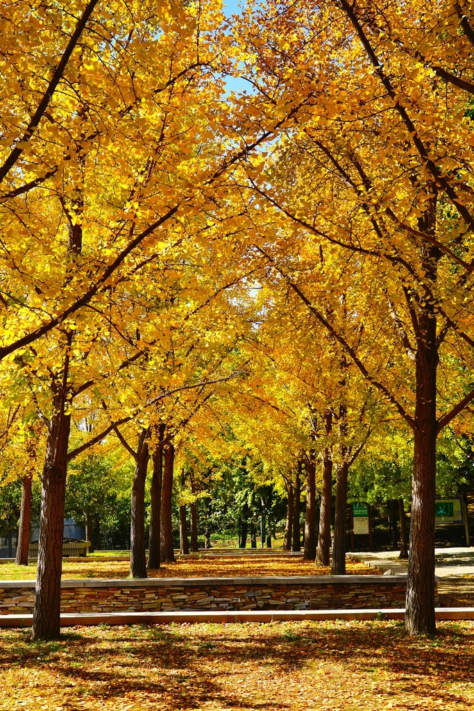 2025年10月21日，北京，奥林匹克森林公园（南园）南门的银杏林秋色浓郁。金黄的银杏树叶与奥林匹克塔同框，美不胜收。
