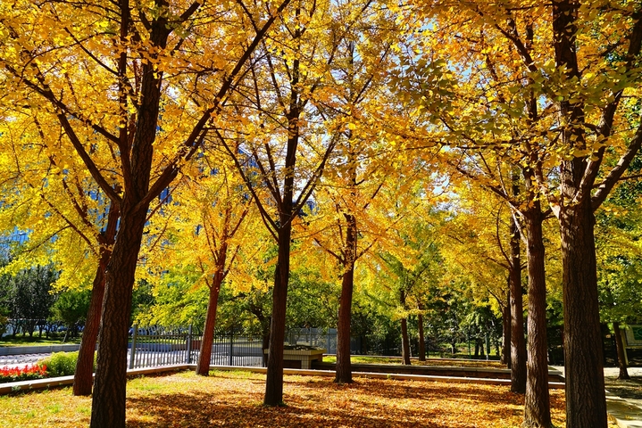 2025年10月21日，北京，奥林匹克森林公园（南园）南门的银杏林秋色浓郁。金黄的银杏树叶与奥林匹克塔同框，美不胜收。
