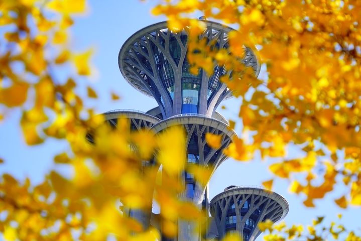 2025年10月21日，北京，奥林匹克森林公园（南园）南门的银杏林秋色浓郁。金黄的银杏树叶与奥林匹克塔同框，美不胜收。来源：IC photo

