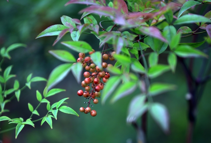 2025年10月21日，霜降节气临近，江苏省淮安市钵池山公园南天竹在微风中轻轻摇曳，红彤彤的果实带来丝丝暖意和生机。
