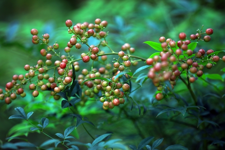 2025年10月21日，霜降节气临近，江苏省淮安市钵池山公园南天竹在微风中轻轻摇曳，红彤彤的果实带来丝丝暖意和生机。
