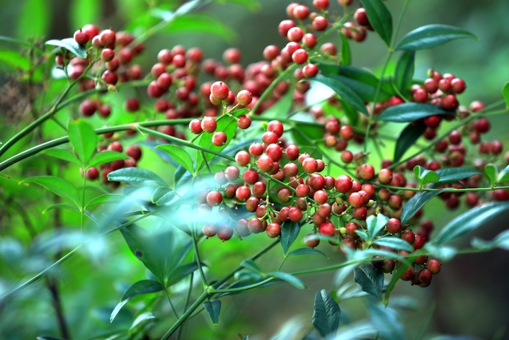 2025年10月21日，霜降节气临近，江苏省淮安市钵池山公园南天竹在微风中轻轻摇曳，红彤彤的果实带来丝丝暖意和生机。
