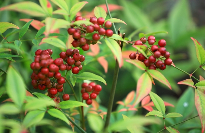 2025年10月21日，霜降节气临近，江苏省淮安市钵池山公园南天竹在微风中轻轻摇曳，红彤彤的果实带来丝丝暖意和生机。来源：周长国/IC photo
