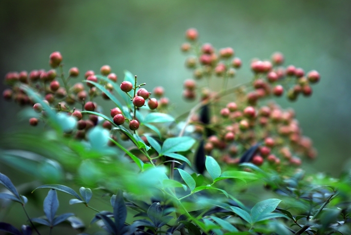 2025年10月21日，霜降节气临近，江苏省淮安市钵池山公园南天竹在微风中轻轻摇曳，红彤彤的果实带来丝丝暖意和生机。
