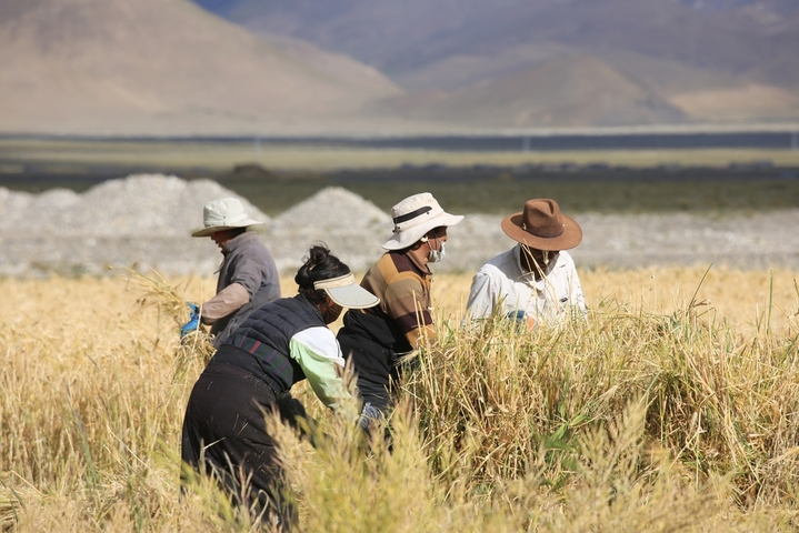 2025年9月3日，农户在日喀则、昌都等地收割青稞。金秋时节，西藏自治区各地陆续迎来青稞的成熟与收割。
