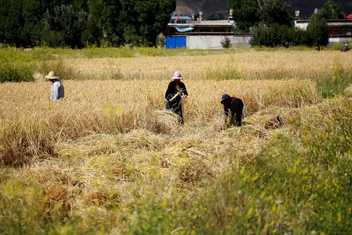 2025年9月3日，农户在日喀则、昌都等地收割青稞。金秋时节，西藏自治区各地陆续迎来青稞的成熟与收割。