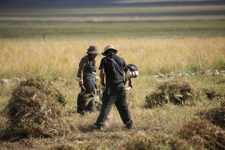 2025年9月3日，农户在日喀则、昌都等地收割青稞。金秋时节，西藏自治区各地陆续迎来青稞的成熟与收割。