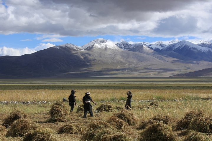 2025年9月3日，农户在日喀则、昌都等地收割青稞。金秋时节，西藏自治区各地陆续迎来青稞的成熟与收割。宋诚林/IC photo