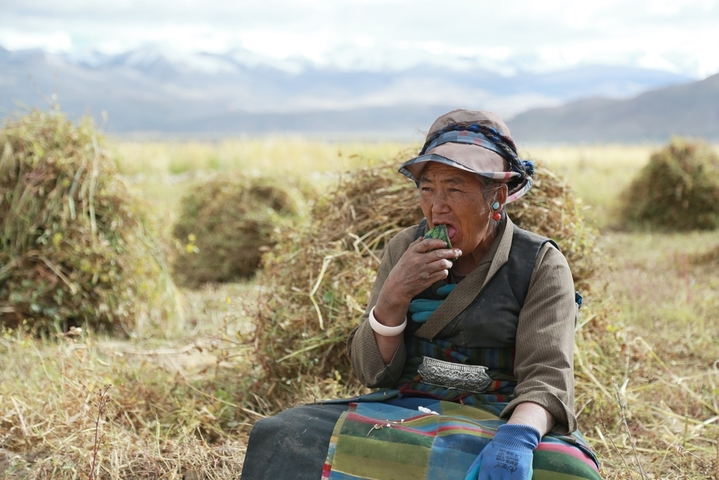 2025年9月3日，农户在日喀则、昌都等地收割青稞。金秋时节，西藏自治区各地陆续迎来青稞的成熟与收割。