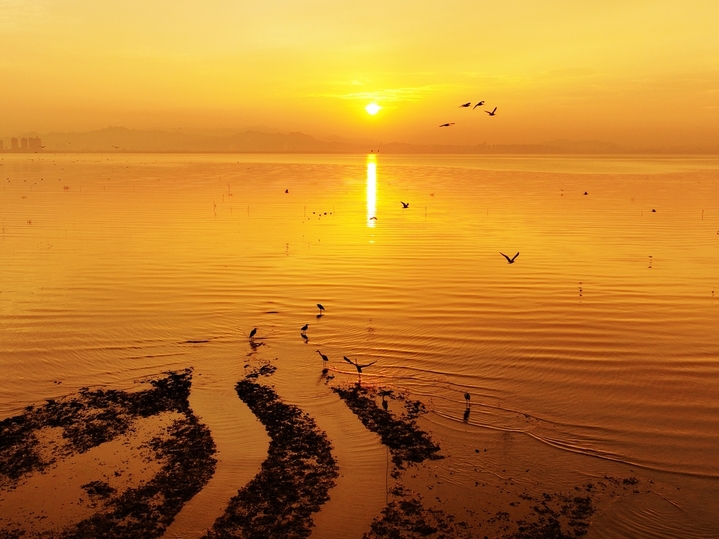 2025年10月25日，在山东省青岛市城阳区红岛沿海湿地，日出时分，各种候鸟前来觅食。
