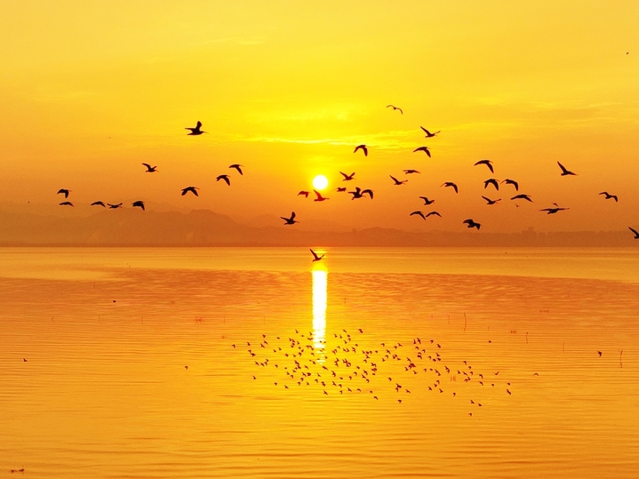 2025年10月25日，在山东省青岛市城阳区红岛沿海湿地，日出时分，各种候鸟前来觅食。
