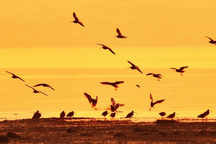 2025年10月25日，在山东省青岛市城阳区红岛沿海湿地，日出时分，各种候鸟前来觅食。
