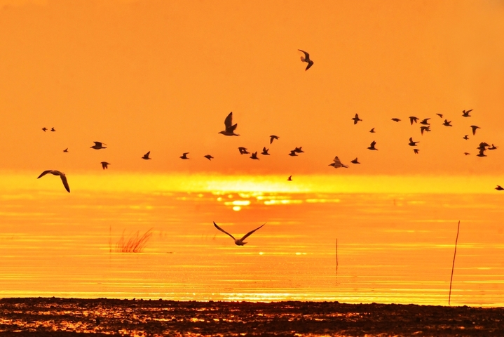 2025年10月25日，在山东省青岛市城阳区红岛沿海湿地，日出时分，各种候鸟前来觅食。
