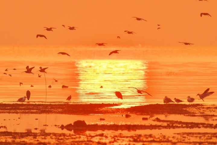 2025年10月25日，在山东省青岛市城阳区红岛沿海湿地，日出时分，各种候鸟前来觅食。
