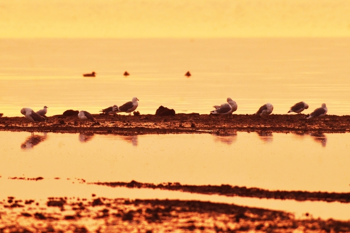2025年10月25日，在山东省青岛市城阳区红岛沿海湿地，日出时分，各种候鸟前来觅食。
