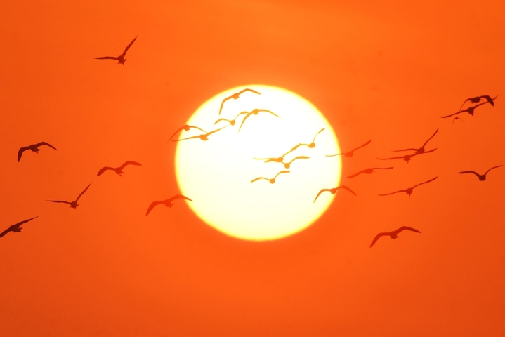 2025年10月25日，在山东省青岛市城阳区红岛沿海湿地，日出时分，各种候鸟前来觅食。
