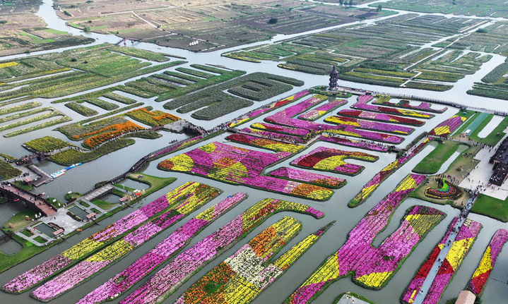 2025年10月26日，江苏扬州，游客在兴化市千垛景区赏菊游玩。