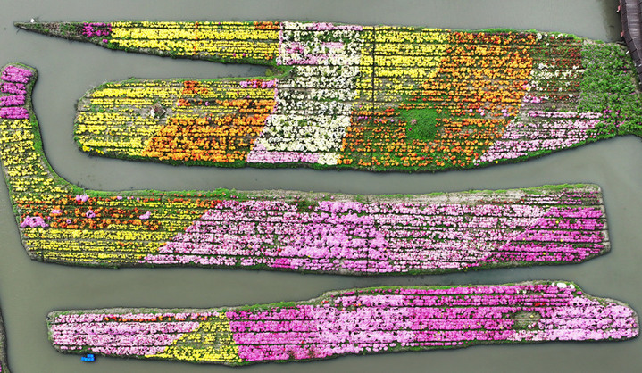 2025年10月26日，江苏扬州，游客在兴化市千垛景区赏菊游玩。