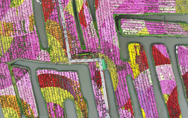 2025年10月26日，江苏扬州，游客在兴化市千垛景区赏菊游玩。