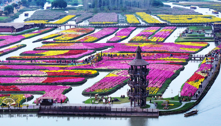 2025年10月26日，江苏扬州，游客在兴化市千垛景区赏菊游玩。孟德龙/视觉中国