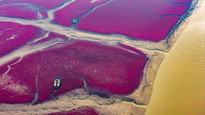 2025年10月26日，山东省青岛市西海岸新区红石崖街道河海湿地，碱蓬草挥洒出浓烈的浪漫，绵延不绝的绛红与深红，如红色的绒毯在滩涂和湿地上铺展，一派美不胜收的迷人景象。