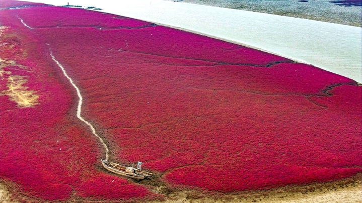 2025年10月26日，山东省青岛市西海岸新区红石崖街道河海湿地，碱蓬草挥洒出浓烈的浪漫，绵延不绝的绛红与深红，如红色的绒毯在滩涂和湿地上铺展，一派美不胜收的迷人景象。