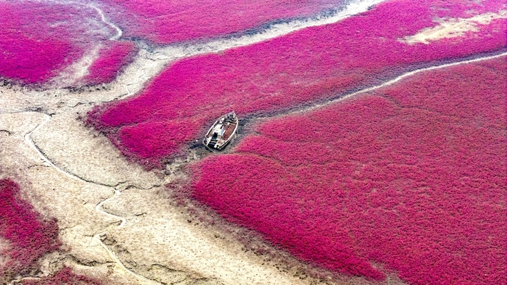 2025年10月26日，山东省青岛市西海岸新区红石崖街道河海湿地，碱蓬草挥洒出浓烈的浪漫，绵延不绝的绛红与深红，如红色的绒毯在滩涂和湿地上铺展，一派美不胜收的迷人景象。韩加君/视觉中国
