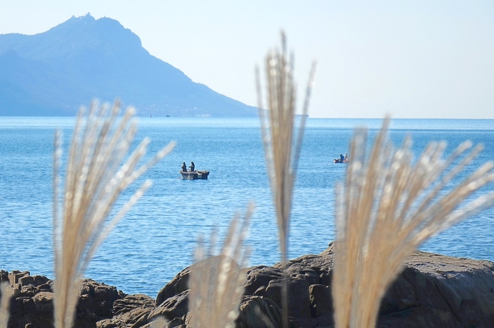 2025年10月27日，山东青岛西海岸新区连三岛沿海一线，金灿灿芦花与蔚蓝大海相映生辉，绘就一幅美丽的秋日画卷。
