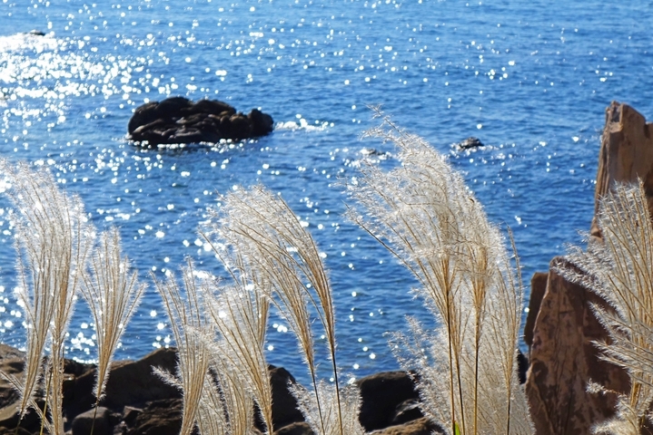 2025年10月27日，山东青岛西海岸新区连三岛沿海一线，金灿灿芦花与蔚蓝大海相映生辉，绘就一幅美丽的秋日画卷。