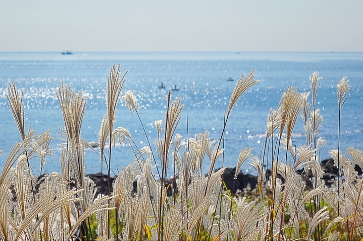 2025年10月27日，山东青岛西海岸新区连三岛沿海一线，金灿灿芦花与蔚蓝大海相映生辉，绘就一幅美丽的秋日画卷。