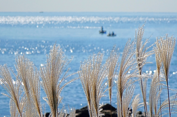 2025年10月27日，山东青岛西海岸新区连三岛沿海一线，金灿灿芦花与蔚蓝大海相映生辉，绘就一幅美丽的秋日画卷。IC photo
