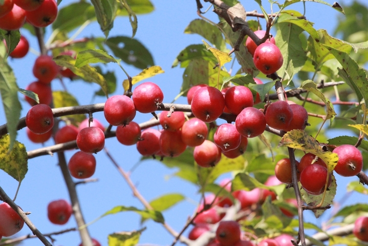 2025年10月27日，江苏南通，成熟的海棠果挂满枝头，红艳饱满的果实如小灯笼般点缀秋色，在枝叶间摇曳，显得格外诱人。