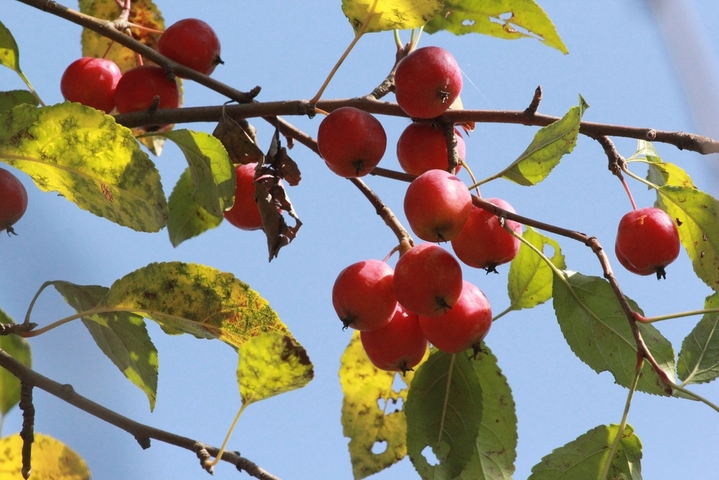 2025年10月27日，江苏南通，成熟的海棠果挂满枝头，红艳饱满的果实如小灯笼般点缀秋色，在枝叶间摇曳，显得格外诱人。