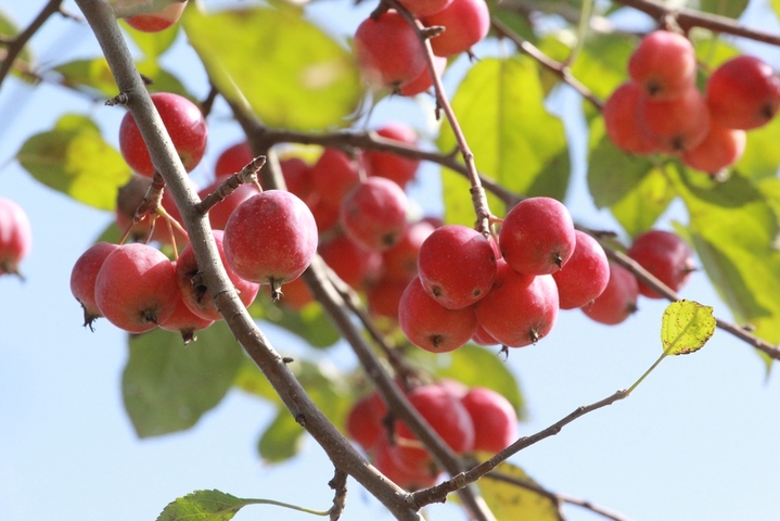2025年10月27日，江苏南通，成熟的海棠果挂满枝头，红艳饱满的果实如小灯笼般点缀秋色，在枝叶间摇曳，显得格外诱人。